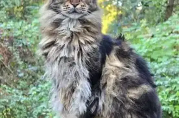 Missing cat Mobile, photo: Maine Coon Lost: Black & Brown, 20 lbs