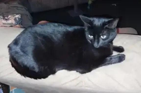 Lost Cat Makeda: Help Find Her at Indian Lake