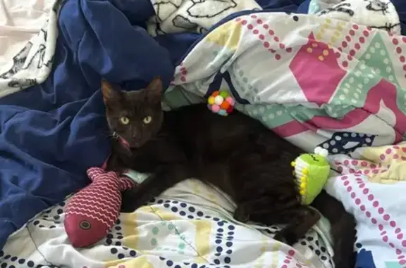 Lost Brown Cat: Pink Collar, Golden Eyes