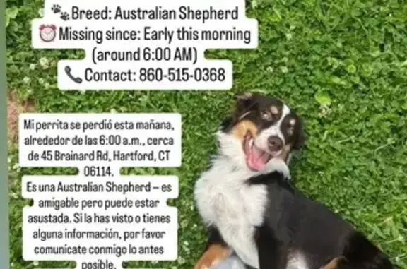 Lost Australian Shepherd on Brainard Rd