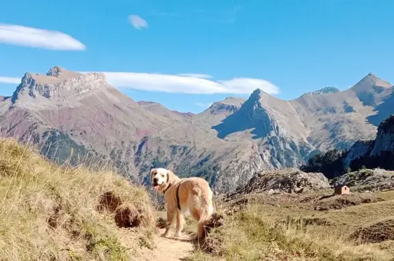Perro Perdido en Baños de Panticosa: 3 Años