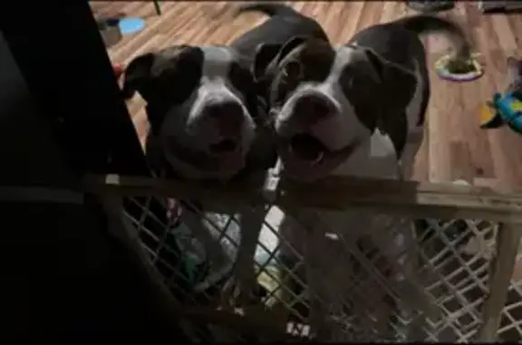 Friendly Chocolate Pups Lost in Milwaukee