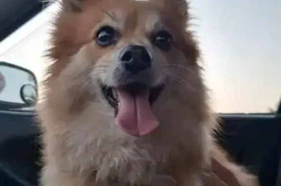 Animales encontrados Monterrey, foto: Perro café claro hallado en Real de Cumbres