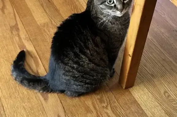 Lost Black Tabby: 10-Year-Old Indoor Cat