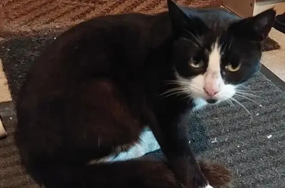 Animaux trouvés Ploubezre, photo: Chatte câline trouvée Route de la Garenne