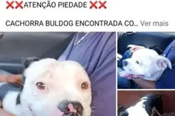 cachorro encontrada