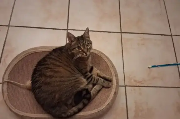 Chat perdue: Tika, tigre, bandana noir - photo