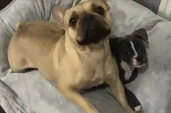 Lost Fawn Frenchie: North Las Vegas Alert