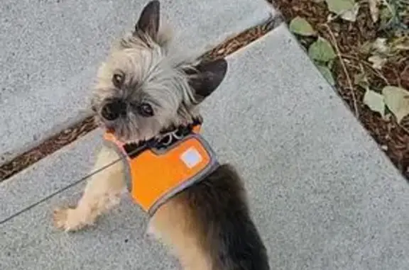 Missing dog Reno, photo: Lost Pomeranian Yorkie on North Hills
