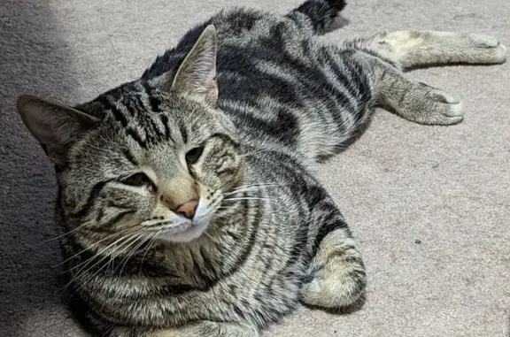 Lost Grey Tabby on North 1st Street