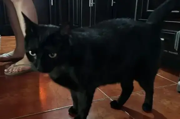 Lost Black Cat: Green Eyes, Mastic Area