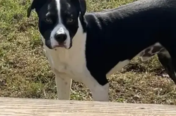 Lost Pitbull Mix - Buttonwood Drive