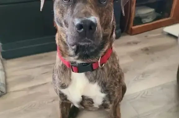 Help Find Swayze: Missing Brindle Pitbull!