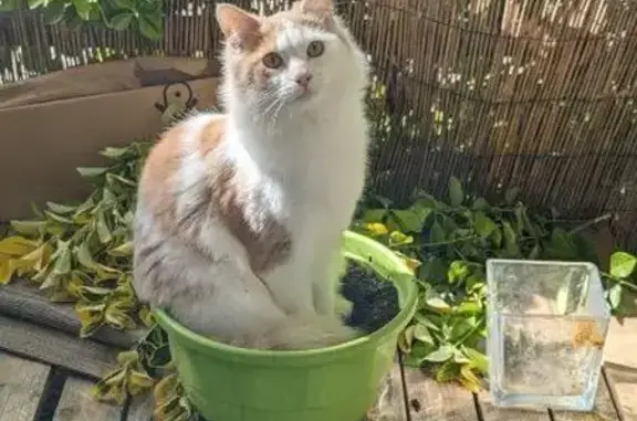 Chat roux et blanc perdu à Valence - photo