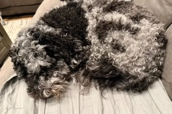Missing dog , photo: Lost Dog on Williamsport-Chesterville Rd