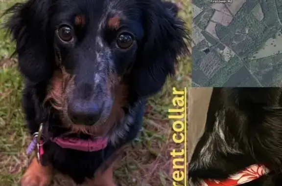 Help Find Cely: Lost Dog in Ridgeland, SC