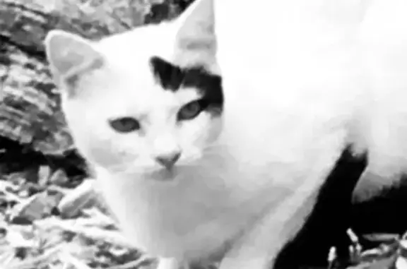Chat blanc perdu, tâche papillon, Pennes-Mirabeau - photo