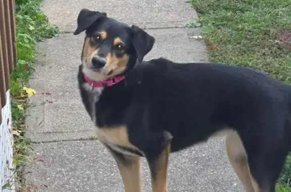 Lost Dog: Black & Brown, Pink Collar