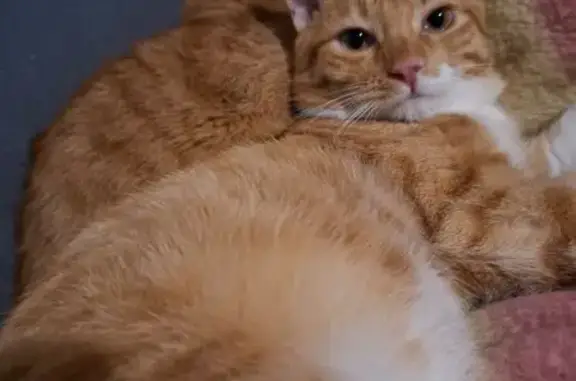 Chat roux et blanc perdu à Sainte-Consorce - photo