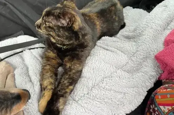 Chat écaille perdue gare TGV Haute Picardie - photo