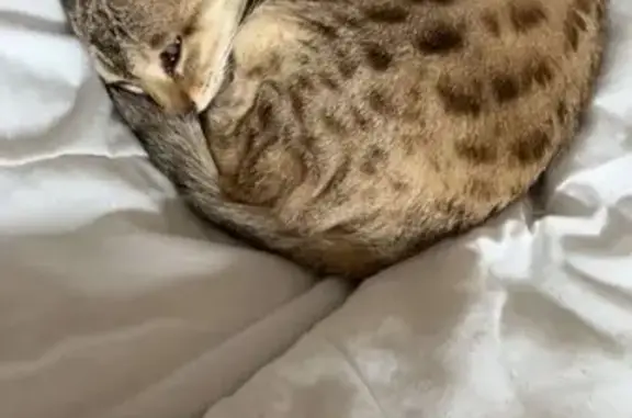 Chat perdu, Brette-les-Pins, photo: Chatte crème Bengal perdue à Brette-les-Pins