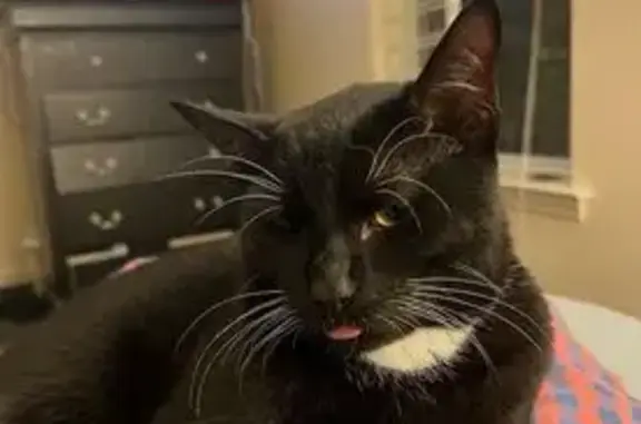 Lost Cat: Black & White, Very Friendly!