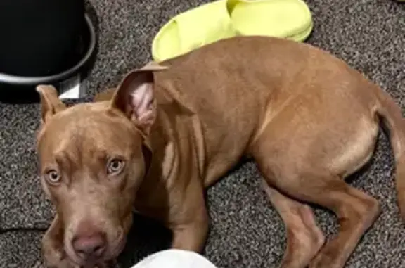 Missing dog Detroit, photo: Lost Brown Pitbull in Detroit Area
