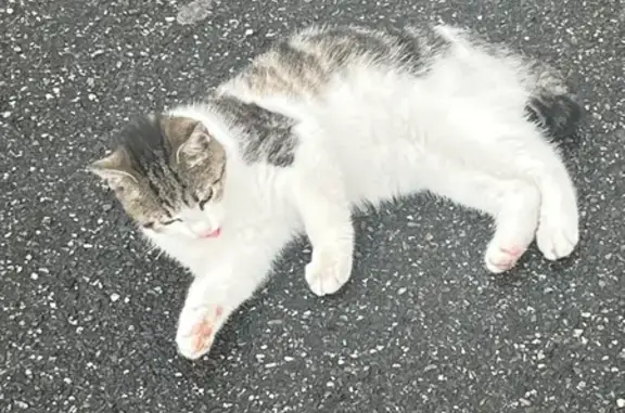 Animaux trouvés Albi, photo: Chat trouvé peureux Av. Flandres Albi
