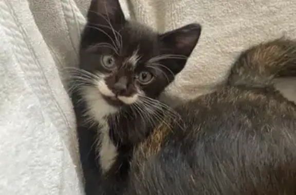 Lost 2-Month-Old Kitten: River St. West
