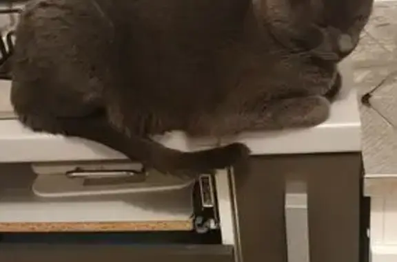 Animaux perdus Valdahon, photo: Chat gris perdu, affectueux, Valdahon