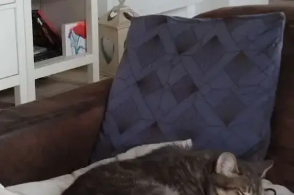Animaux perdus , photo: Chat européen tigré perdu à Campagne