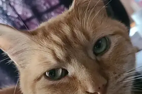 Lost Friendly Orange Cat - Fort Smith