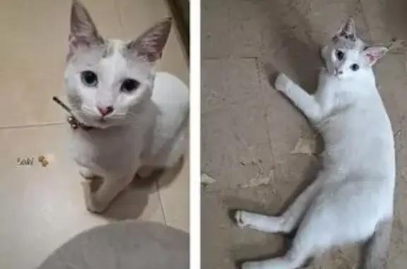 Perdido: Gato Loki con Cola de Mapache