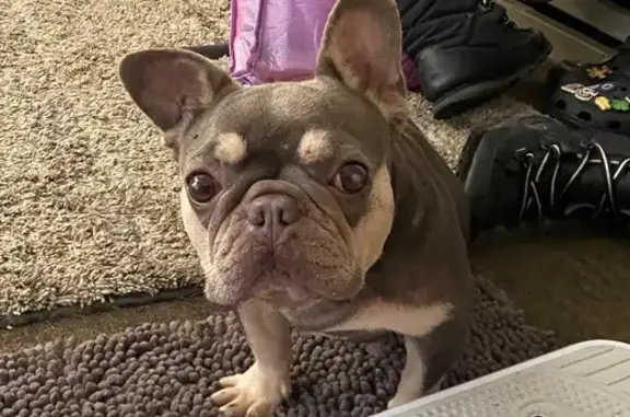 Lost Tan Dog in LA: Escaped from Home