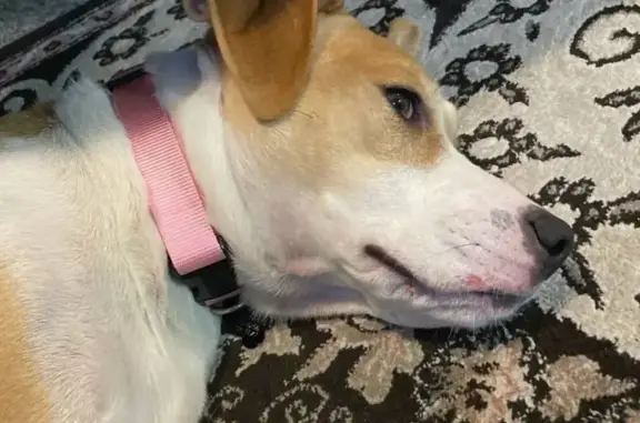 Lost Boxer Mix: Tan & White, Pink Collar