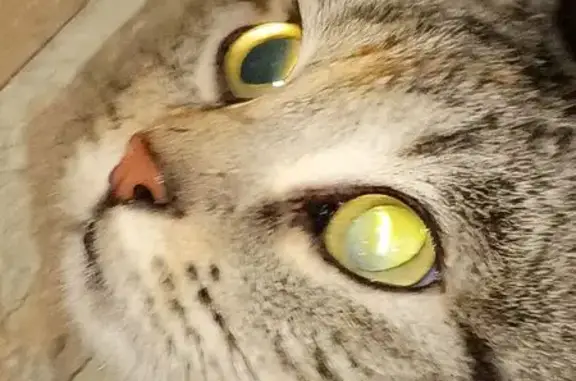 Found pets Denver, photo: Found: Friendly Tabby on Granby St, Denver