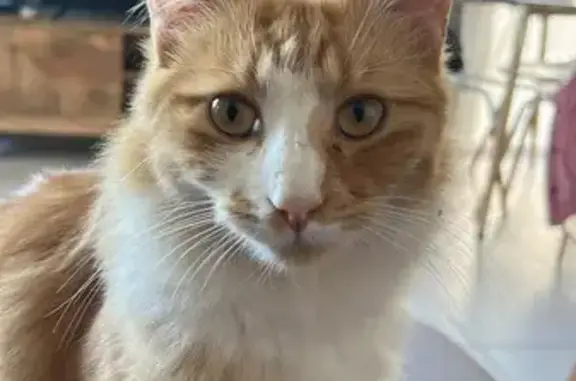 Chat perdu : Aya, roux et blanc, poil long - photo