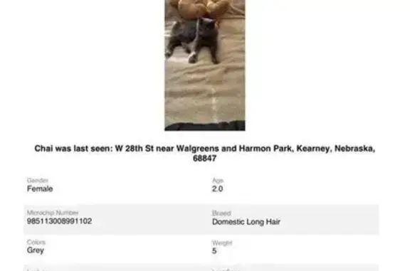 Missing cat Kearney, photo: Lost Gray Cat: No Tail, Hazel Eyes