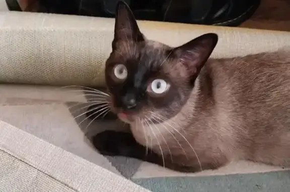Chat perdu, Rennes, photo: Jeune siamois perdu à Rennes