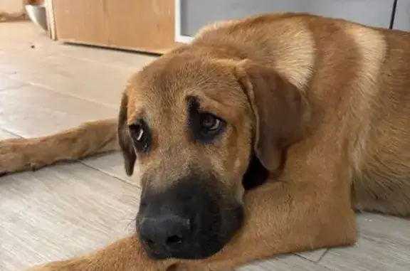 Perro encontrado , foto: ¡Adopta a este noble cachorro de 7 meses!