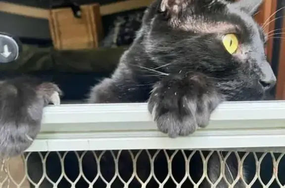 Lost Black Cat on Alma Bridge Rd