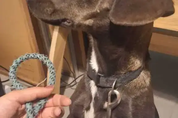 Perro encontrado Nuevo Mexico, foto: Perrita Salchicha Café con Mancha Blanca