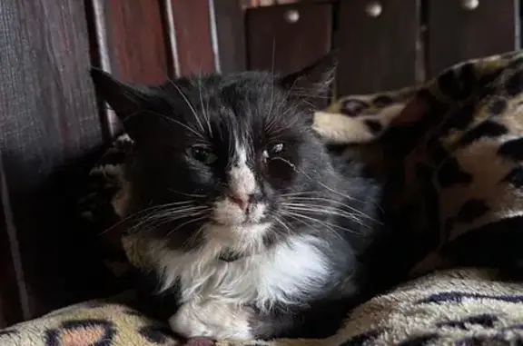 Знайдена чорна кішка з білим у...