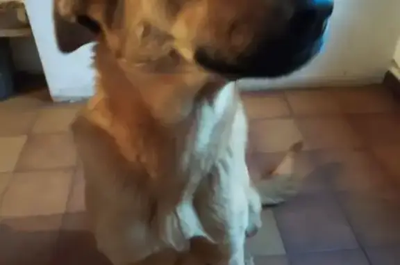 Perra Perdida en Cambre: Nena, Color Crema