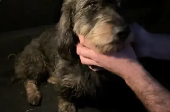 Chien trouvé , photo: Teckel à poil dur trouvé à Cholet