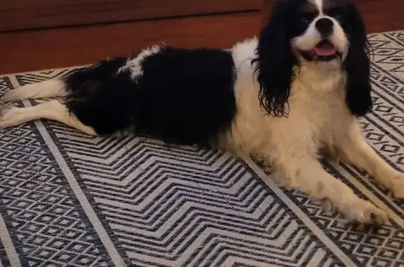 Found dog Prescott Valley, photo: Found: Friendly Tri-Color Cavalier in Prescott
