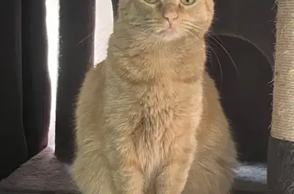 Lost Orange Cat: Help Find Her Home!