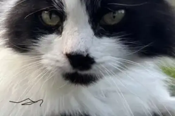 Chat perdu noir et blanc angora, Sévrier - photo