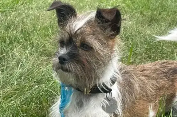 Lost Dogs Rudy & Izzy in Elgin Area