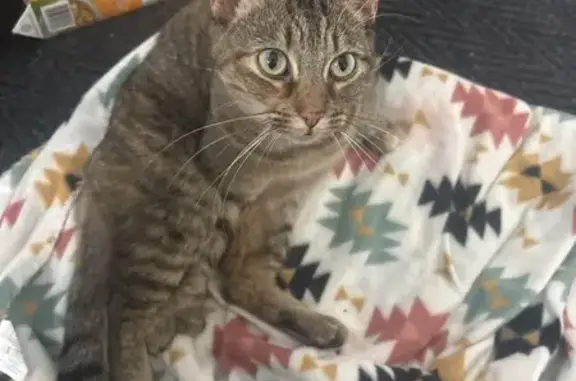 Found cat Erie, photo: Friendly Found Cat: Unique Toes & Stripes
